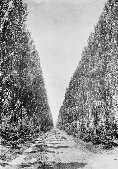 Poplar walk at the cemetery, 1892. Source: Roman Catholic Institutions of the City of Rochester, N.Y.